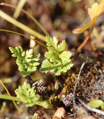 Cryptogramma acrostichoides