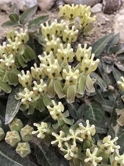 Asclepias prostrata