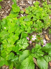 Oxalis debilis