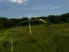 Carex debilis debilis