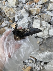 Corvus corax laurencei