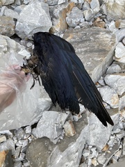 Corvus corax laurencei
