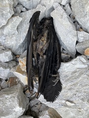 Corvus corax laurencei