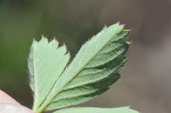 Fragaria cascadensis
