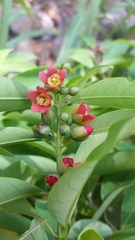 Cratoxylum cochinchinense