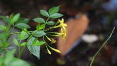 Chrysojasminum floridum