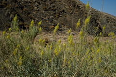 Stanleya pinnata pinnata