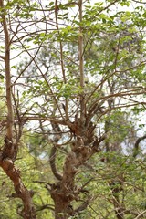 Lagerstroemia microcarpa