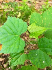 Ampelopsis glandulosa heterophylla