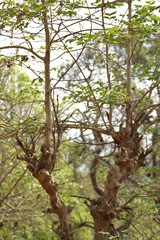 Lagerstroemia microcarpa