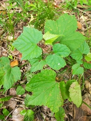 Ampelopsis glandulosa heterophylla