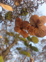 Hydrangea