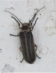 Pseudozonitis labialis