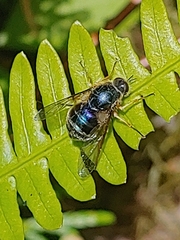 Eulonchus sapphirinus