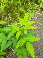 Desmodium paniculatum