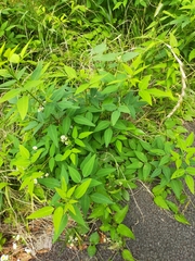 Desmodium paniculatum