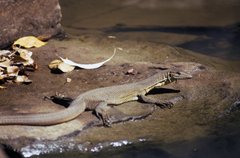 Varanus mertensi