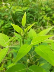 Desmodium paniculatum