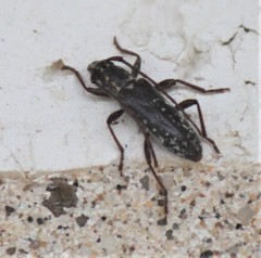 Anelaphus niveivestitus