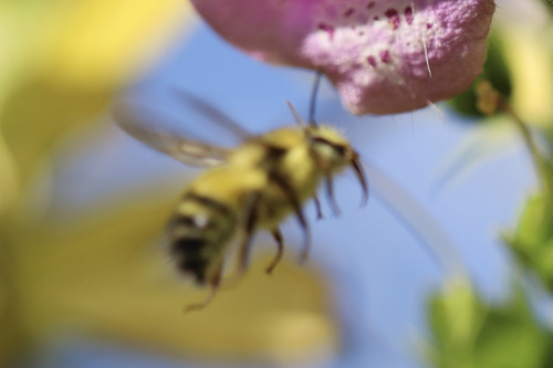 Yellow-fronted Bumble Bee photo 4