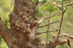 Lagerstroemia microcarpa