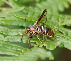 Paranthrene asilipennis