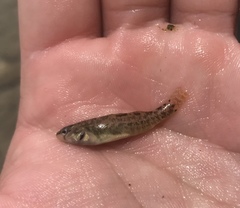 Etheostoma lepidum
