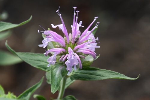 Monarda fistulosa var. menthifolia