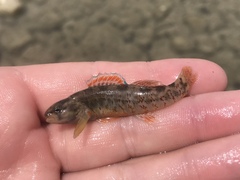 Etheostoma lepidum