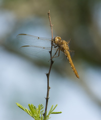 Orthemis nodiplaga