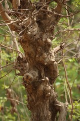 Lagerstroemia microcarpa