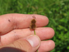 Juncus brachycarpus
