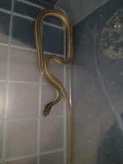 Thamnophis proximus rutiloris