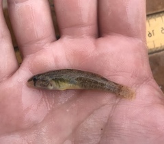 Etheostoma lepidum