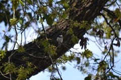 Poecile carolinensis