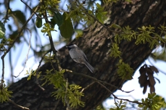 Poecile carolinensis