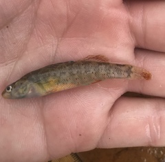 Etheostoma lepidum