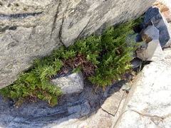 Cryptogramma acrostichoides