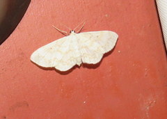 Idaea obfusaria