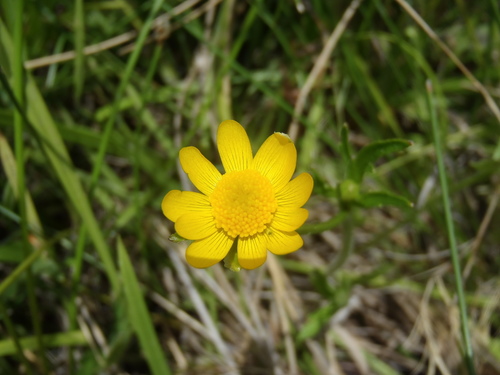 Ranunculus fasciculatus