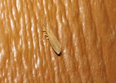 Virbia opella