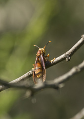 Polistes cavapyta