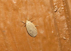 Crambidia uniformis