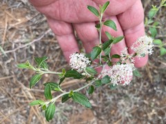 Ceanothus fendleri