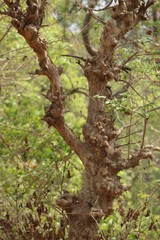 Lagerstroemia microcarpa