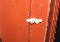 Idaea obfusaria