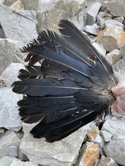 Corvus corax laurencei