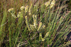 Struthiola parviflora
