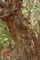 Lagerstroemia microcarpa