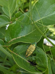 Buprestis confluenta